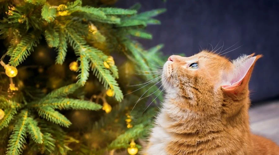 Best Holiday Plants That Are Safe for Cats