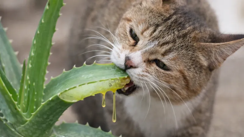 What to Do Immediately After Your Cat Licks Aloe