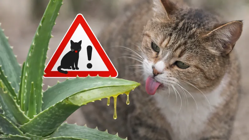 Why Aloe Vera Can Be Harmful to Cats