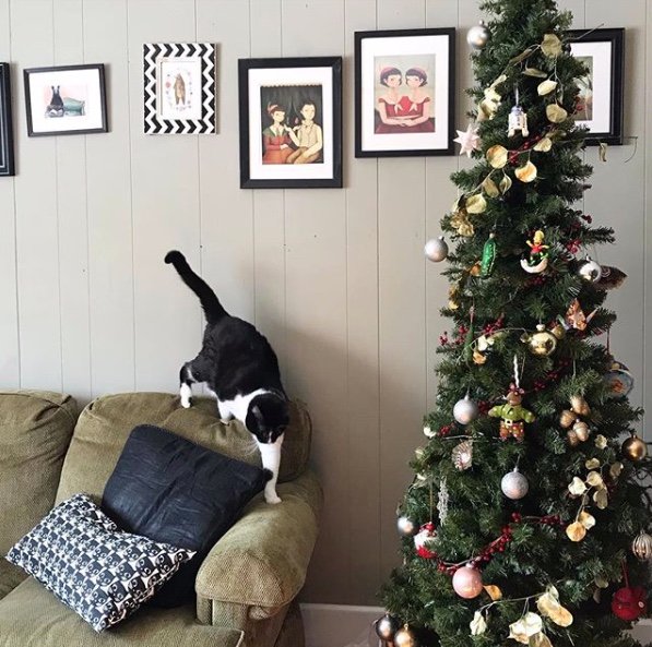 Best Christmas Plants That Are Safe for Cats