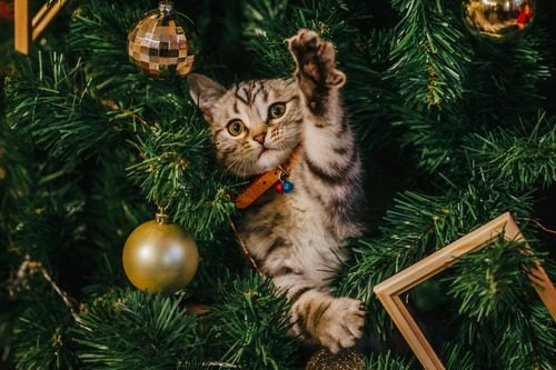 How to Decorate With Plants in a Cat-Friendly Home