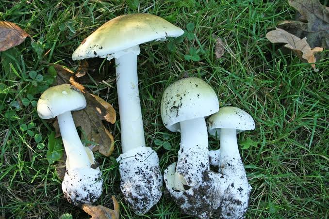 Why Amanita Mushrooms Are So Dangerous