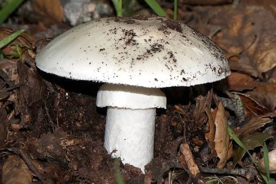 What to Do If You Suspect Amanita Poisoning