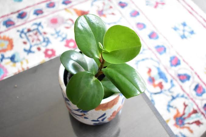 What Is the American Rubber Plant?