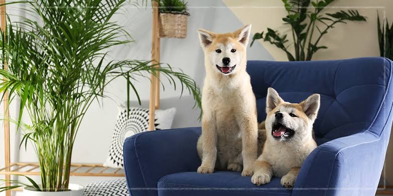 Common Signs of Plant-Related Stomach Upset in Dogs