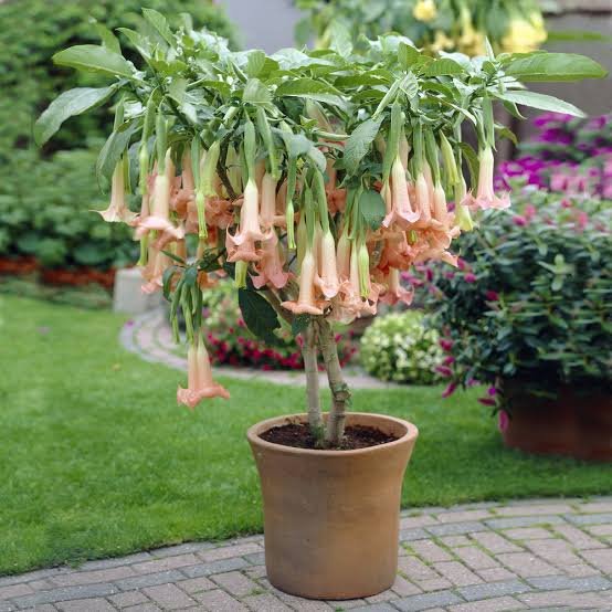 Is Angel Trumpet Poisonous to Touch?