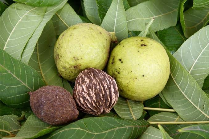 Black Walnut Toxicity in Humans