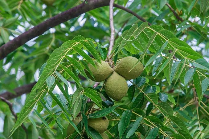 How to Prevent Black Walnut Poisoning