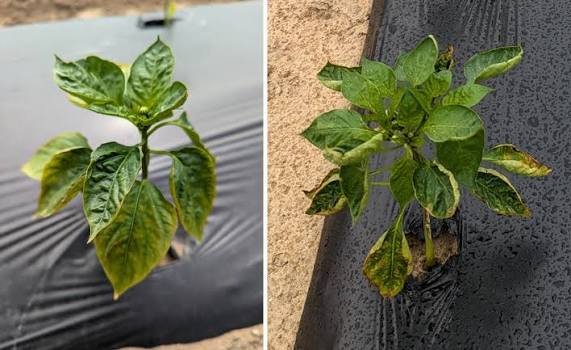 Common Symptoms of Boron Toxicity in Plants