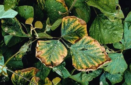 What Causes Excess Potassium in Soil?