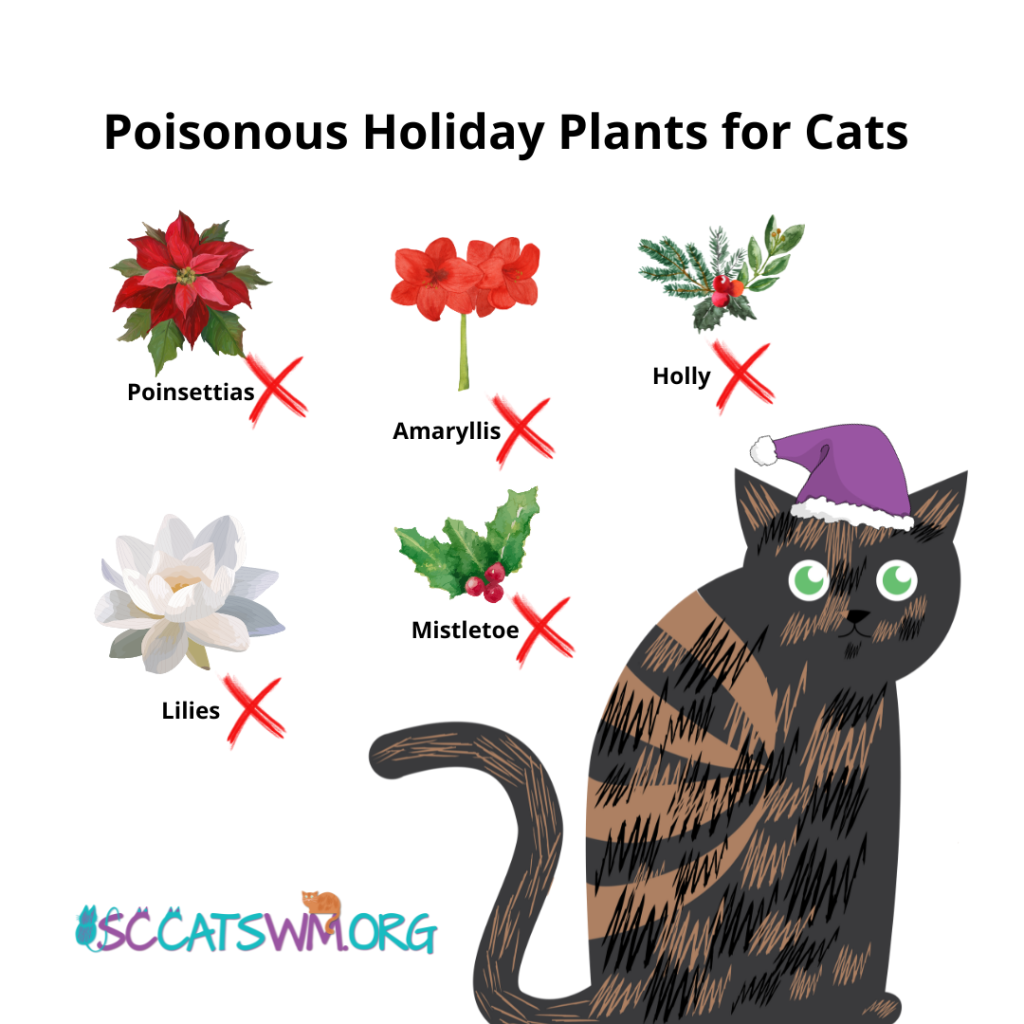 Popular Holiday Plants That Are Toxic to Cats