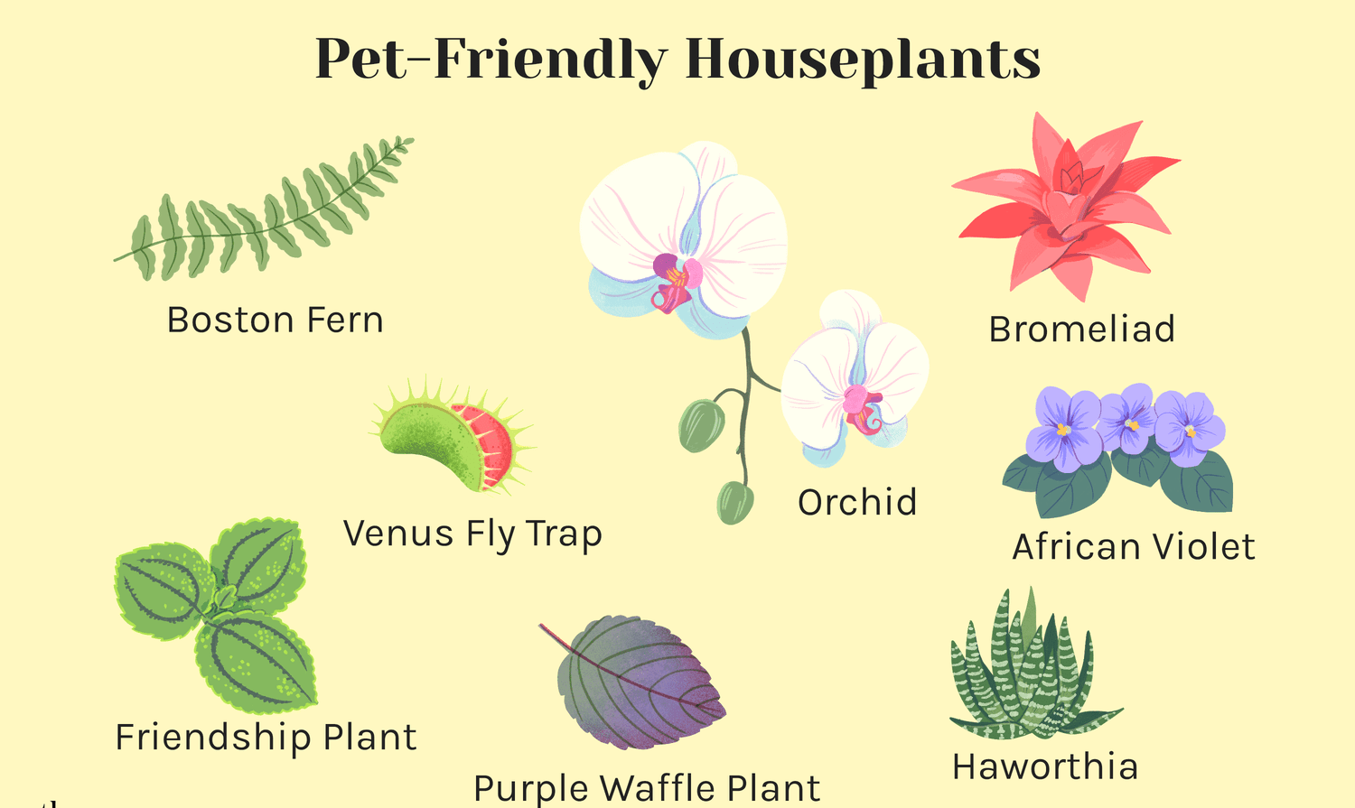 Pet-Safe Plants for Cat Owners