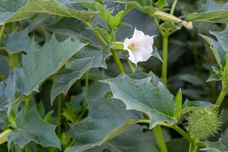 Why Is Datura So Poisonous?