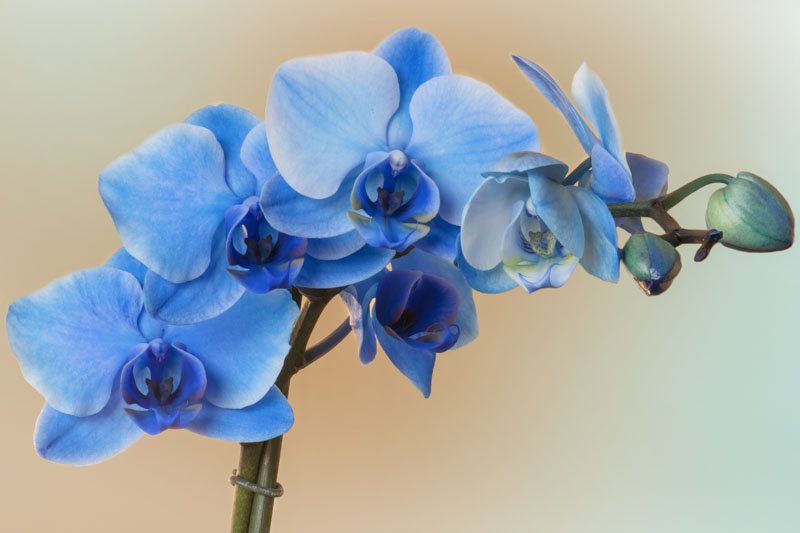 What Happens If Someone Eats a Blue Ghost Orchid?