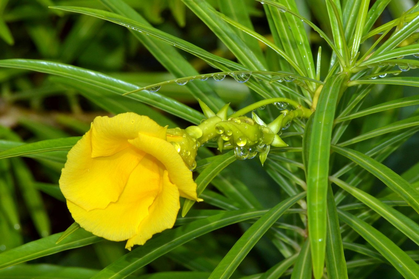 What to Do If Someone Eats Yellow Oleander