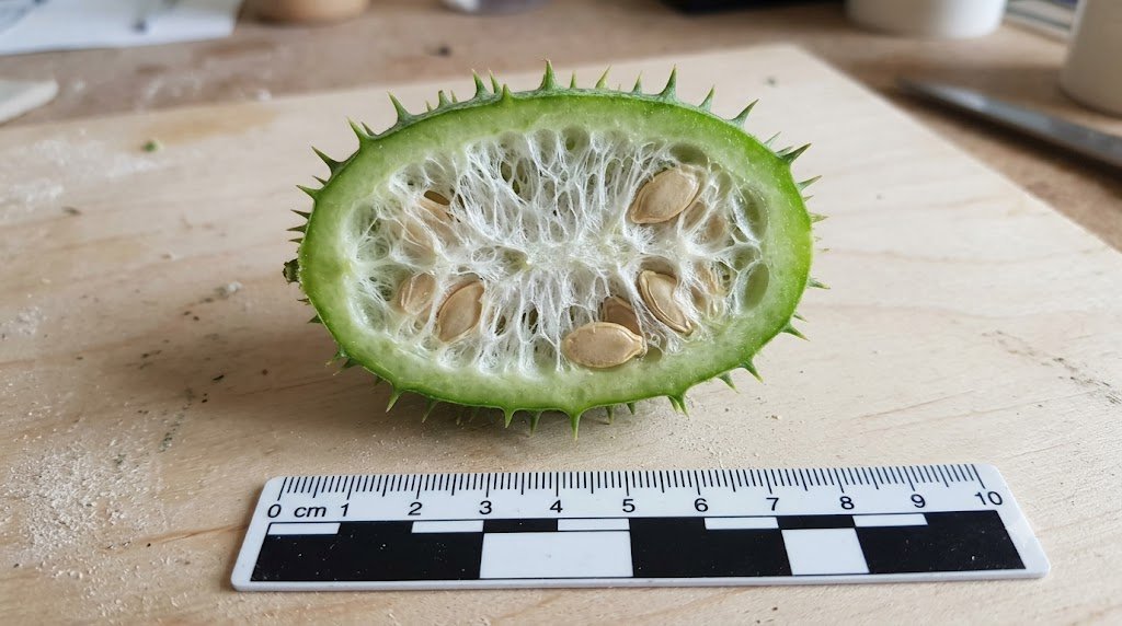 What Happens If You Eat Wild Cucumber?