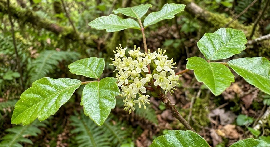 Does Poison Oak Produce Flowers?