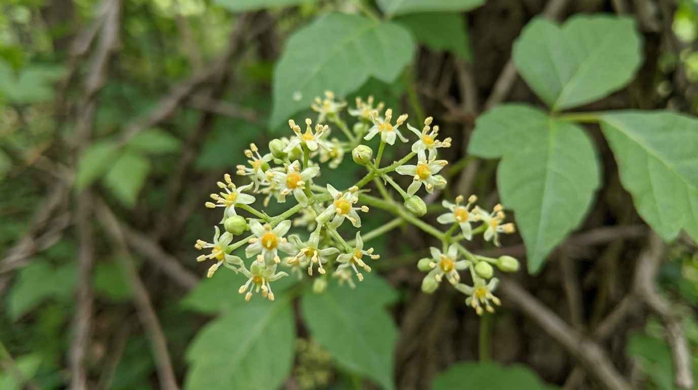 Poison Ivy Flowers vs Other Wildflowers