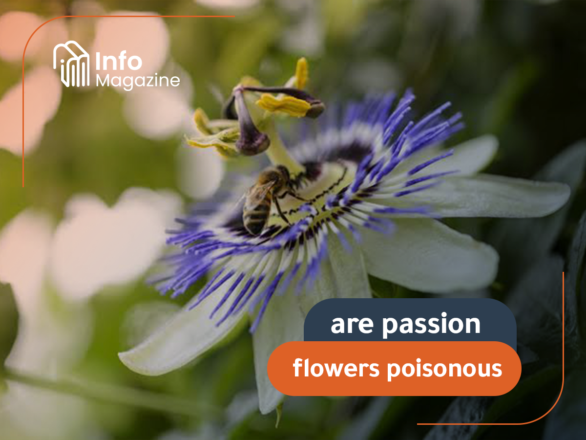 are passion flowers poisonous
