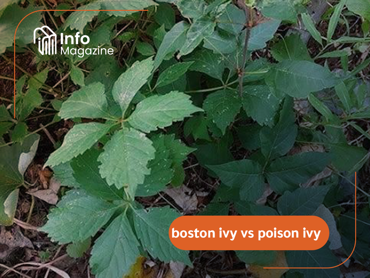boston ivy vs poison ivy