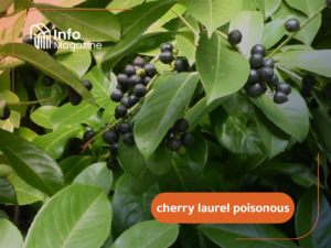 cherry laurel poisonous
