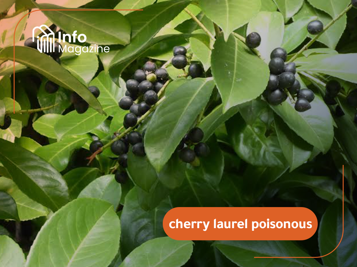 cherry laurel poisonous