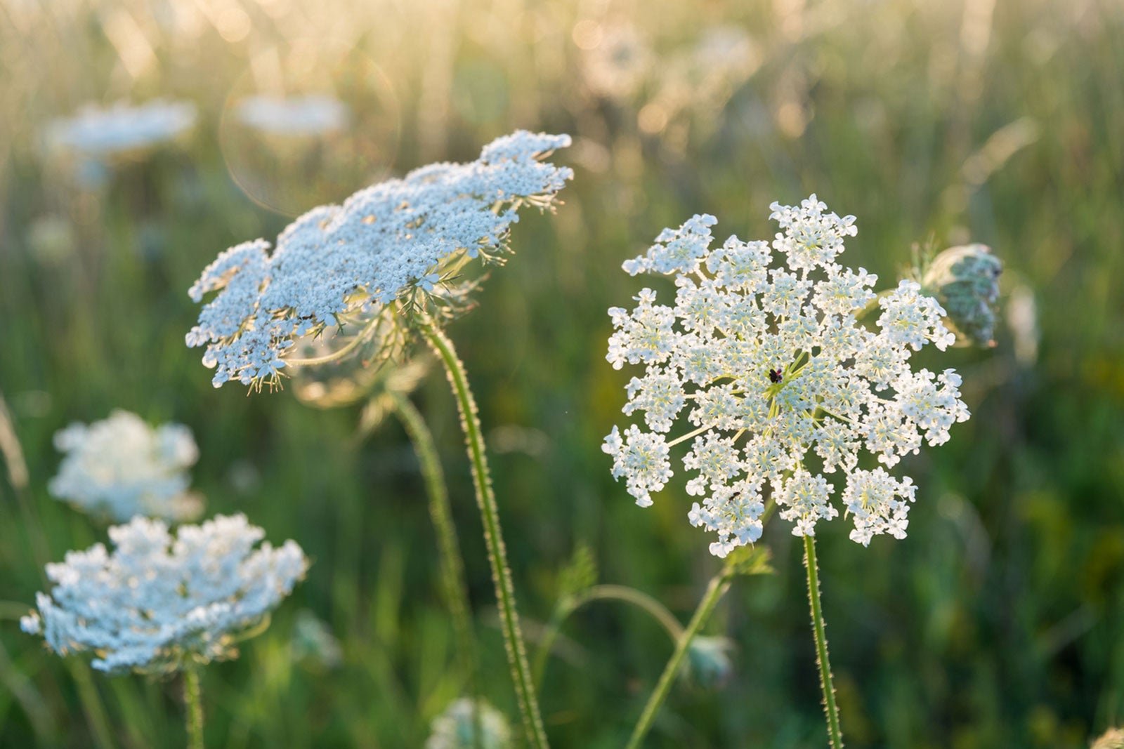Symptoms of Exposure to Toxic Look-Alike Plants