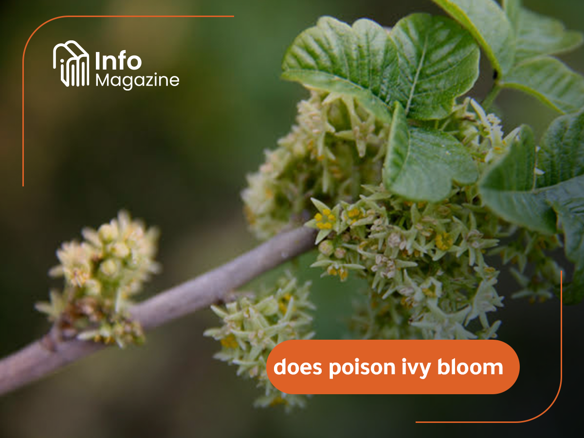 does poison ivy bloom