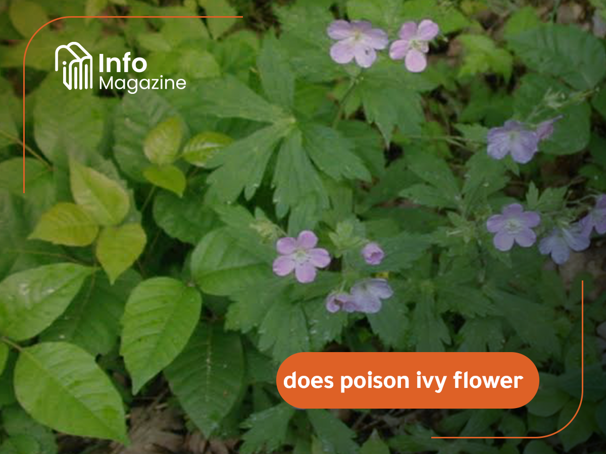 does poison ivy flower