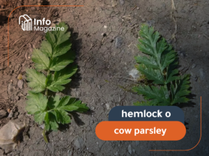 hemlock or cow parsley