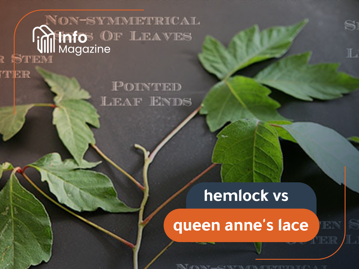 hemlock vs queen anne's lace
