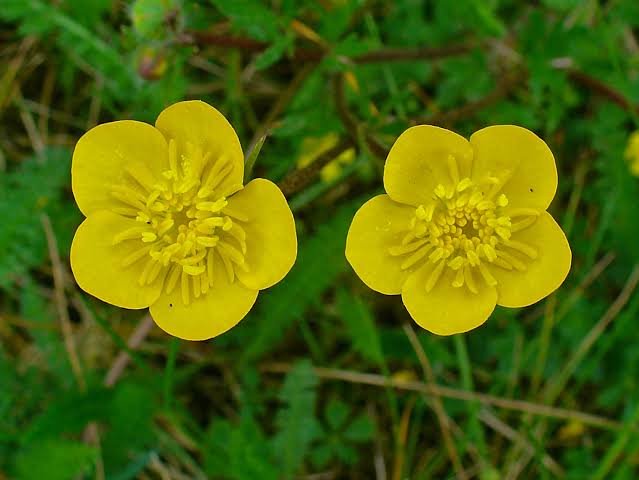 Is Ranunculus Poisonous?