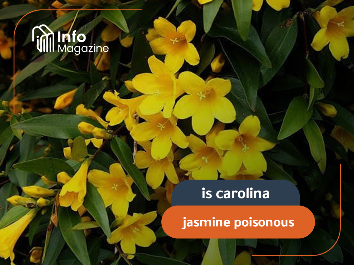 is carolina jasmine poisonous