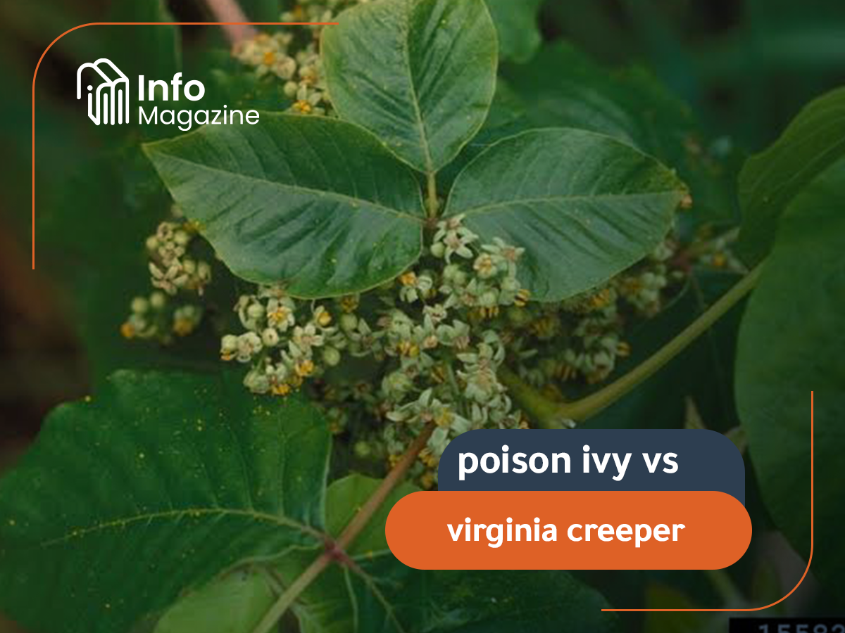 poison ivy vs virginia creeper