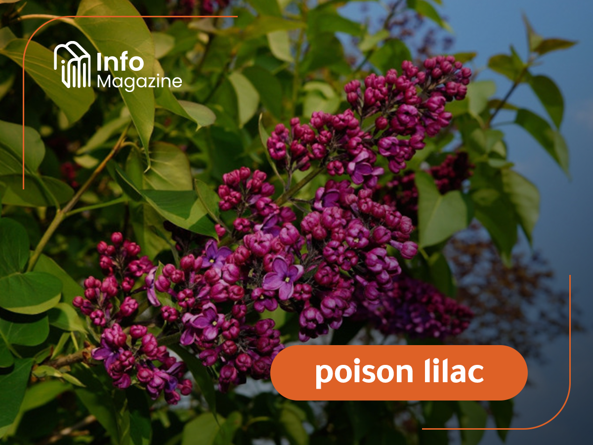 poison lilac