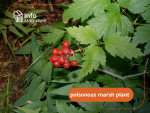 poisonous marsh plant