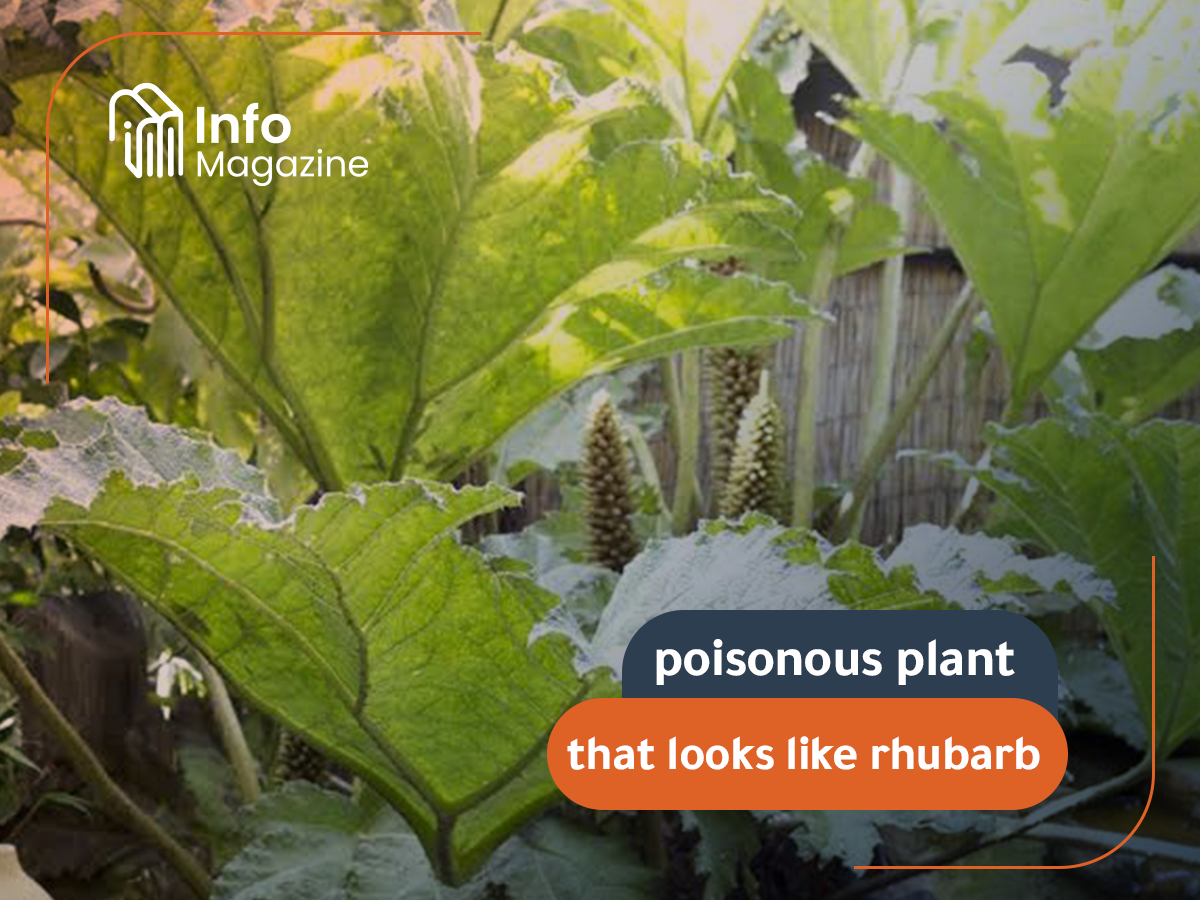 poisonous plant that looks like rhubarb