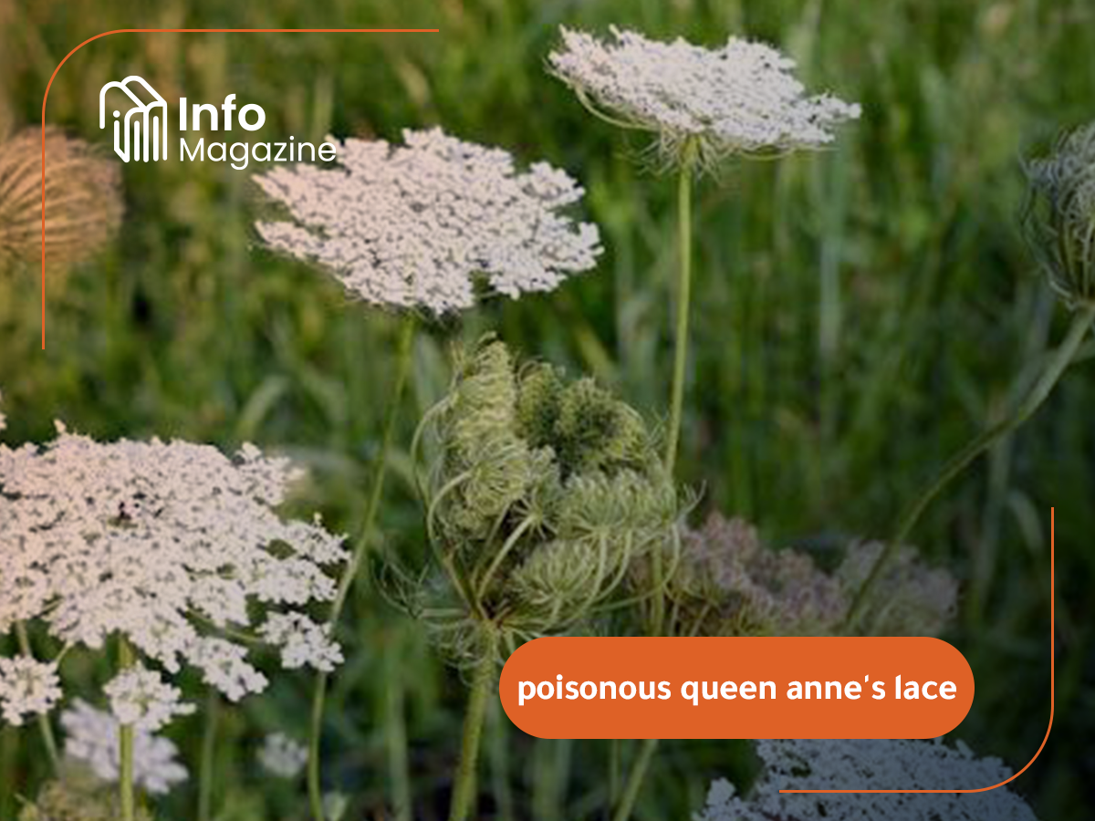 poisonous queen anne's lace