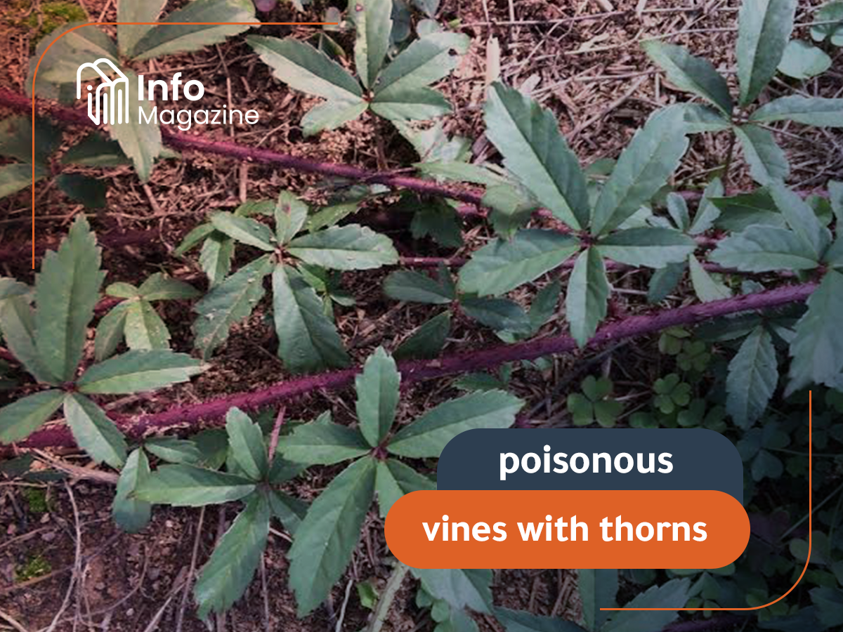 poisonous vines with thorns