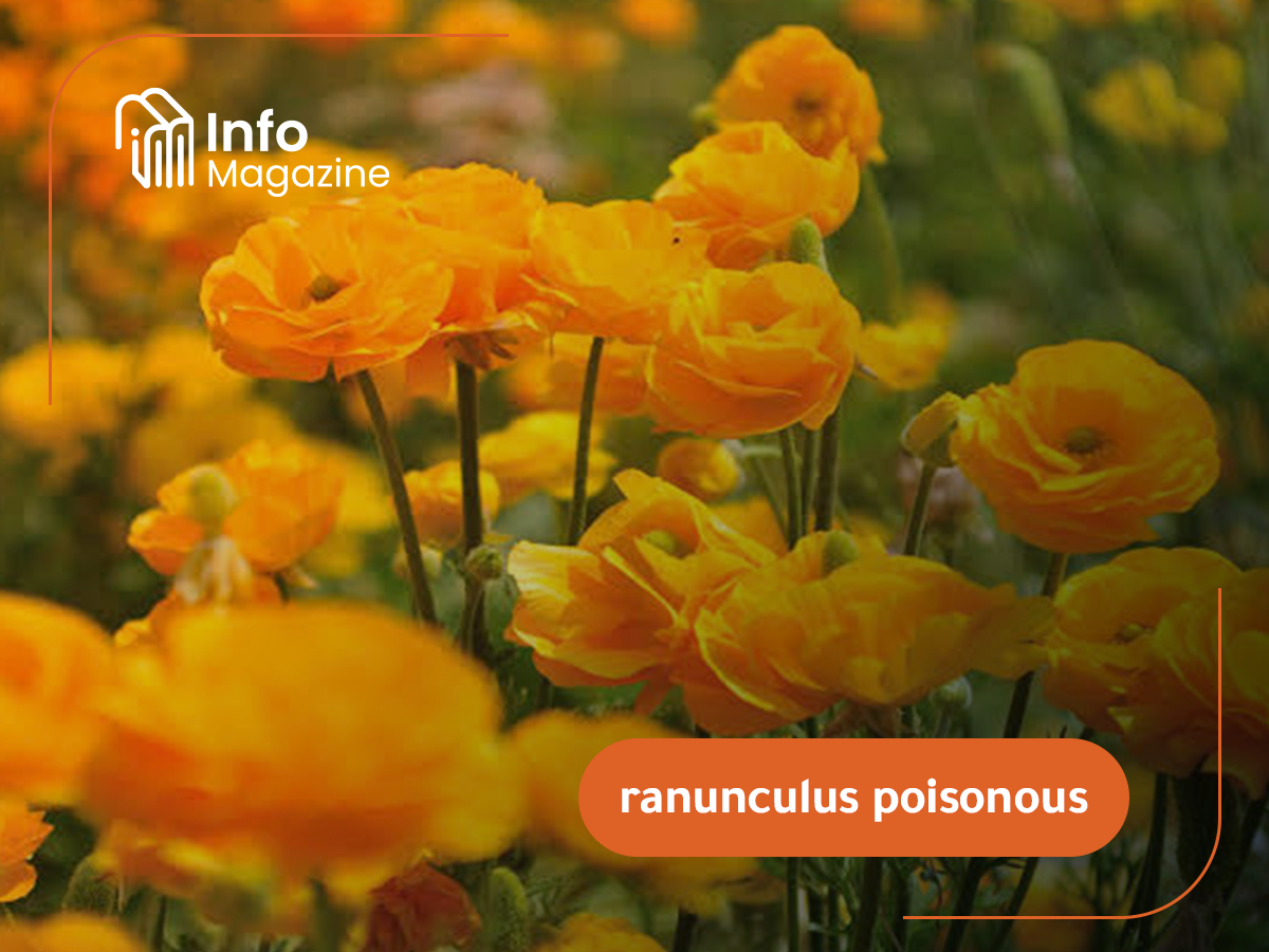 ranunculus poisonous