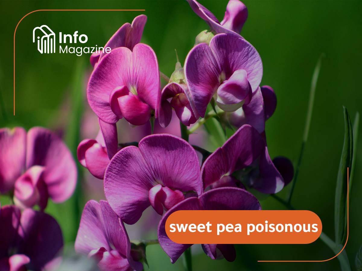 sweet pea poisonous
