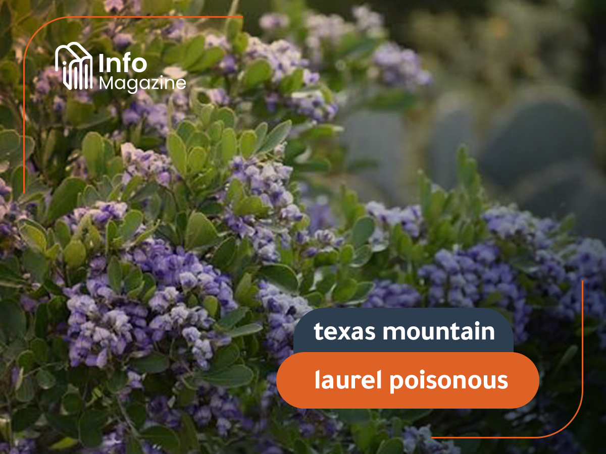 texas mountain laurel poisonous