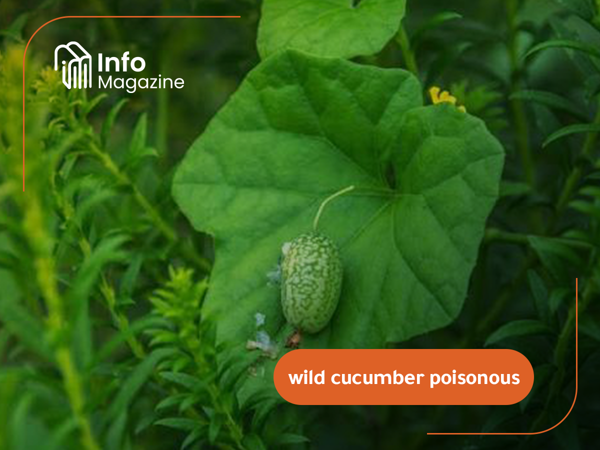 wild cucumber poisonous