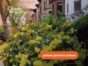 yellow jasmine poison